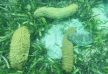 Trafic de concombre de mer : un ressortissant chinois condamné à Conakry