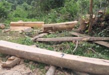Trafic de bois à Mamou : deux suspects interpellés dans le futur Parc National Penselli Soyah Sabouyah (PSS) et conduits devant la justice !